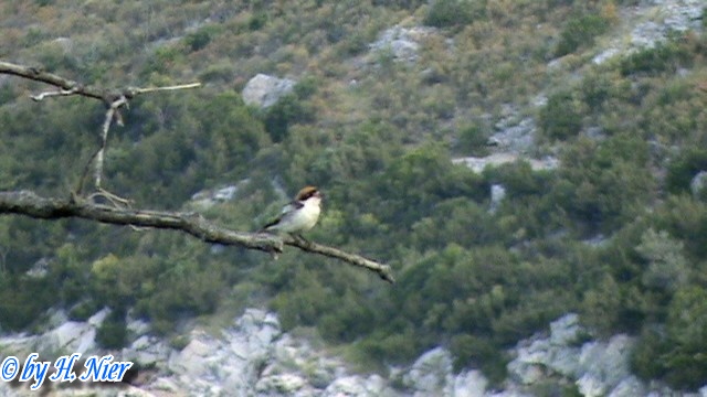 Lanius senator -  1. Fund