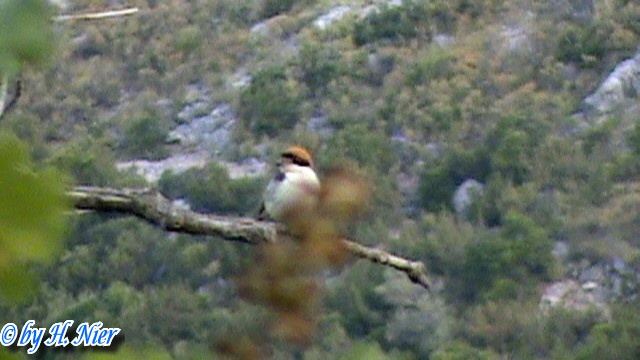 Lanius senator -  1. Fund