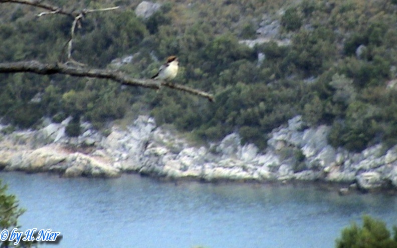 Lanius senator -  1. Fund