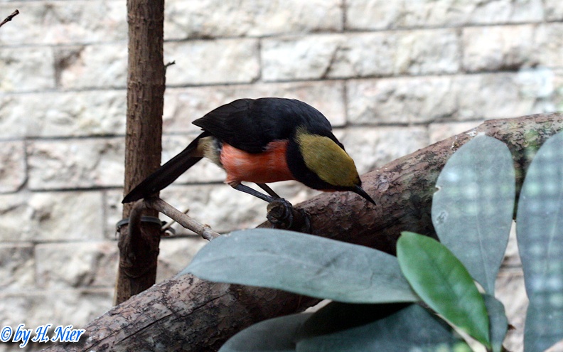 <a href='picture.php?/5391/category/1840'>Laniarius barbarus - 1. Fund</a> Laniarius barbarus - 1. Fund