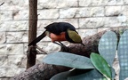 Familie Malaconotidae (Swainson, 1824)