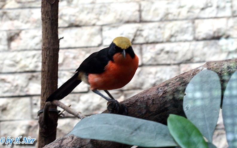 <a href='picture.php?/5392/category/1840'>Laniarius barbarus - 1. Fund</a> Laniarius barbarus - 1. Fund