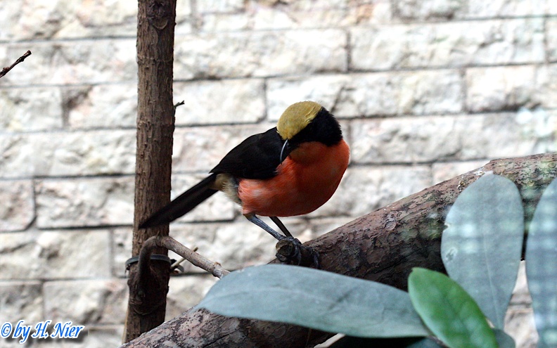 Laniarius barbarus -  1. Fund