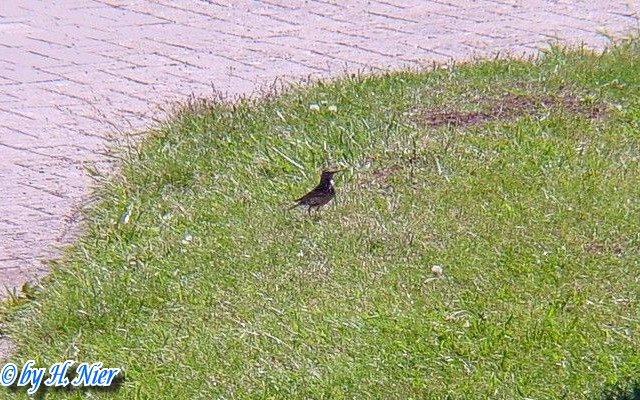 <a href='picture.php?/9395/category/3285'>Anthus petrosus - 1. Fund</a> Anthus petrosus - 1. Fund