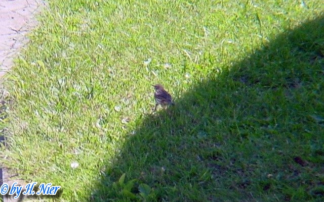 Anthus petrosus -  1. Fund