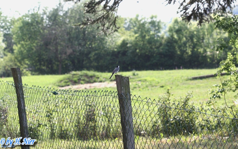 <a href='picture.php?/513/category/238'>Motacilla alba alba - 6. Fund</a> Motacilla alba alba - 6. Fund