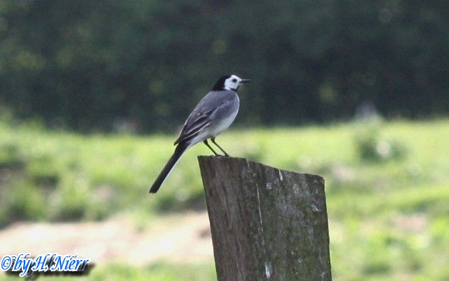 <a href='picture.php?/514/category/238'>Motacilla alba alba - 6. Fund</a> Motacilla alba alba - 6. Fund