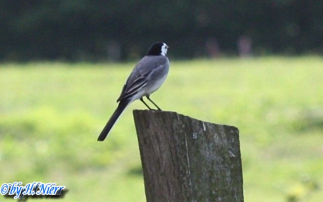 Motacilla alba alba -  6. Fund