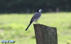 Motacilla alba alba -  6. Fund