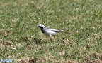 Motacilla alba alba -  7. Fund