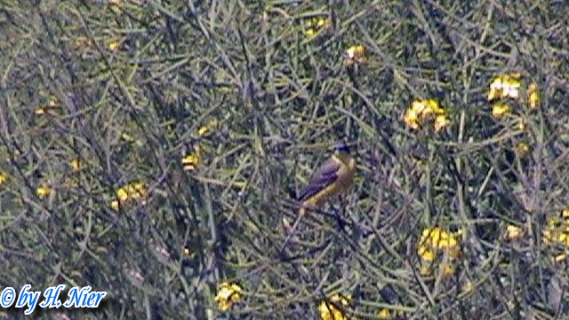 Motacilla flava -  1. Fund