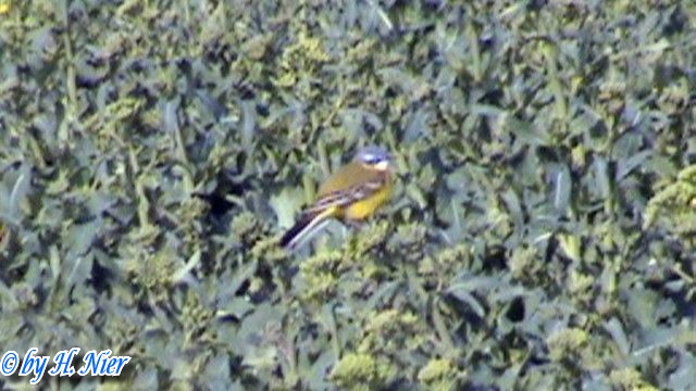 Motacilla flava -  2. Fund