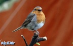 Erithacus rubecula -  6. Fund