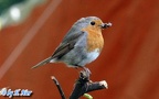 Erithacus rubecula -  6. Fund