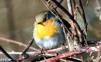 Erithacus rubecula (Linnæus, 1758)