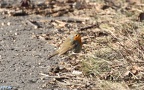 Erithacus rubecula -  7. Fund