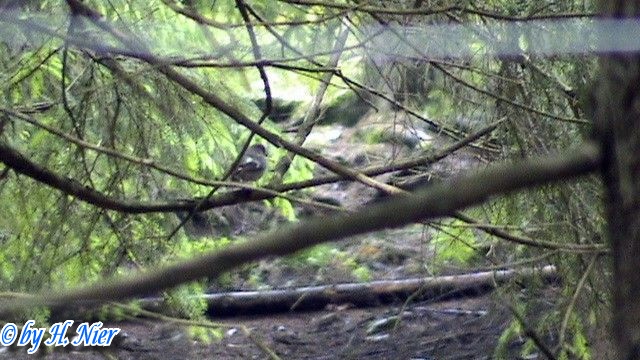 Ficedula hypoleuca -  1. Fund (Weibchen)