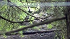 Ficedula hypoleuca -  1. Fund (Weibchen)