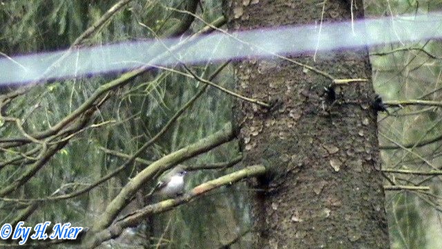 Ficedula hypoleuca -  1. Fund (Weibchen)