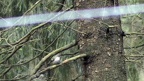 Ficedula hypoleuca -  1. Fund (Weibchen)
