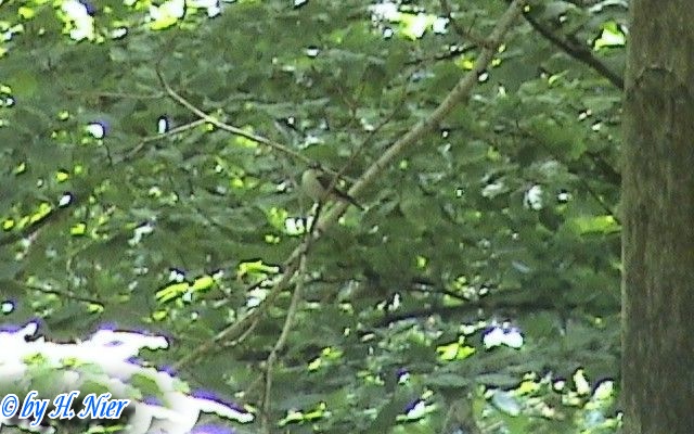 Ficedula hypoleuca -  2. Fund