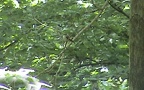 Ficedula hypoleuca -  2. Fund