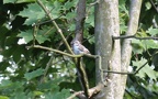 Ficedula hypoleuca -  3. Fund (Weibchen)