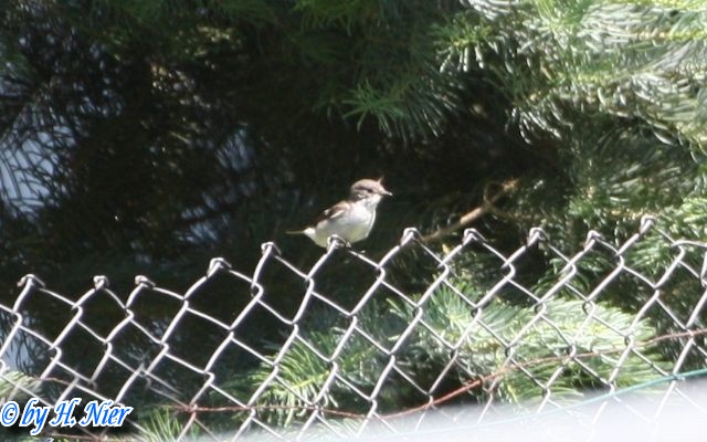Ficedula hypoleuca -  3. Fund (Weibchen)