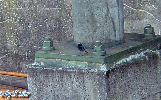 Phoenicurus ochruros -  1. Fund (Männchen)