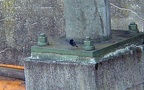 Phoenicurus ochruros -  1. Fund (Männchen)