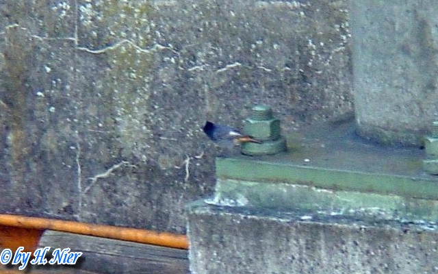 Phoenicurus ochruros -  1. Fund (Männchen)