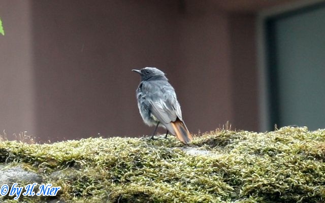 Phoenicurus ochruros -  4. Fund (Männchen)
