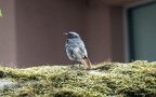 Phoenicurus ochruros -  4. Fund (Männchen)
