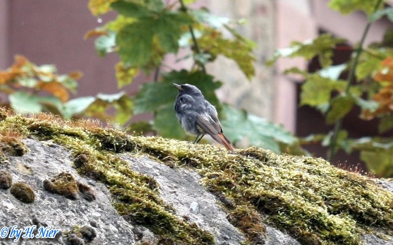 Phoenicurus ochruros -  4. Fund (Männchen)