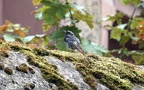 Phoenicurus ochruros -  4. Fund (Männchen)