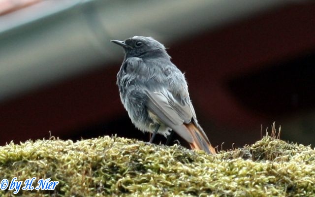 Phoenicurus ochruros -  4. Fund (Männchen)