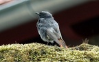 Phoenicurus ochruros -  4. Fund (Männchen)