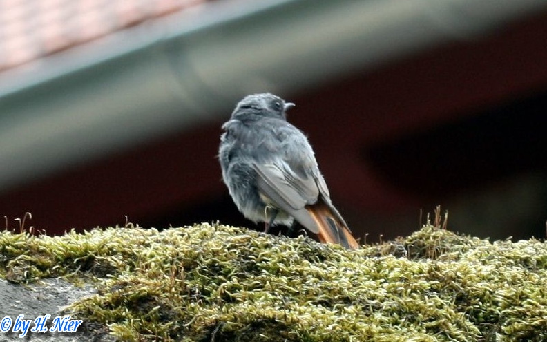 Phoenicurus ochruros -  4. Fund (Männchen)