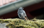 Phoenicurus ochruros -  4. Fund (Männchen)