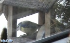 Cyanistes caeruleus -  1. Fund