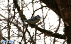 Cyanistes caeruleus -  4. Fund