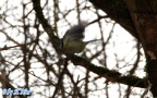 Cyanistes caeruleus -  4. Fund