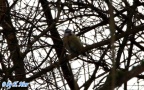 Cyanistes caeruleus -  4. Fund