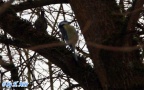 Cyanistes caeruleus -  4. Fund