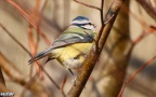 Cyanistes caeruleus -  5. Fund