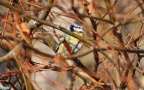 Cyanistes caeruleus -  5. Fund