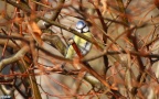 Cyanistes caeruleus -  5. Fund