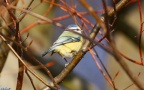 Cyanistes caeruleus -  5. Fund