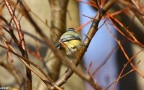 Cyanistes caeruleus -  5. Fund