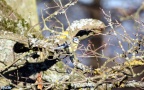Cyanistes caeruleus -  6. Fund